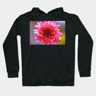 Pink powder-puff dahlia Hoodie